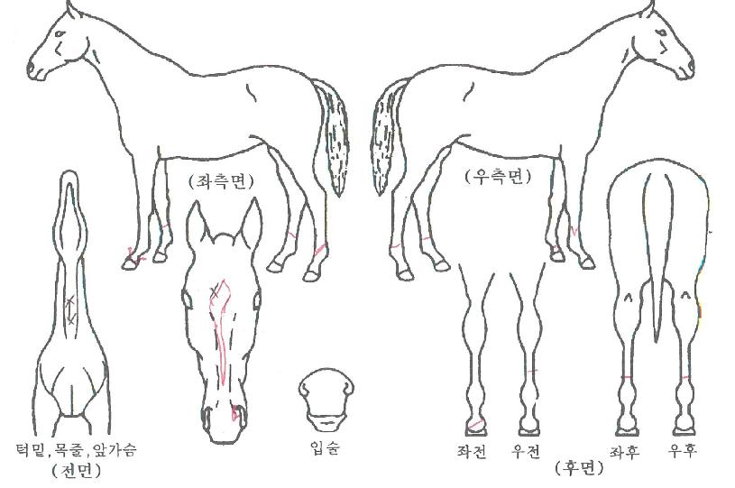 �Ƶ���Ÿ�� ����,���,�޸�,�λ�,�ٸ��� Ư¡����