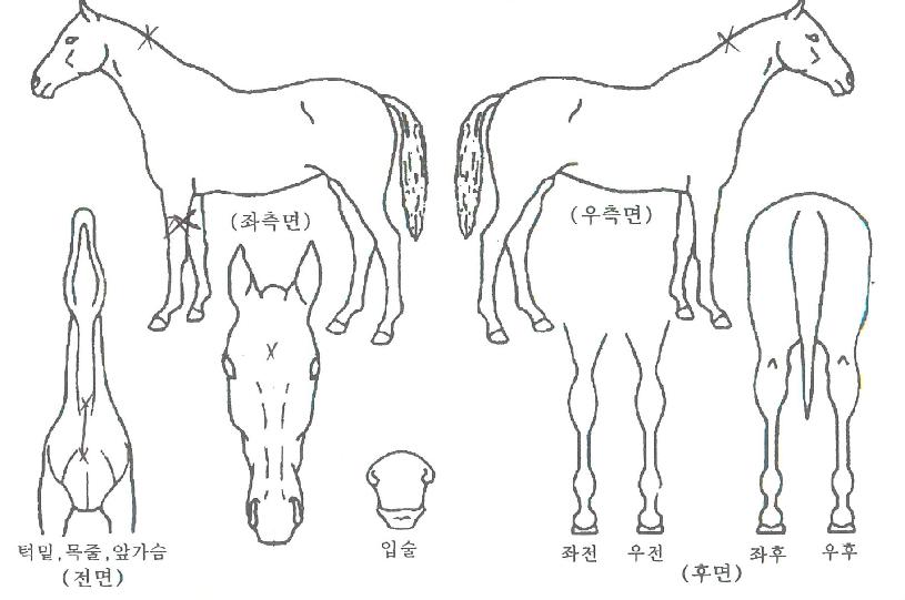 ������� ����,���,�޸�,�λ�,�ٸ��� Ư¡����