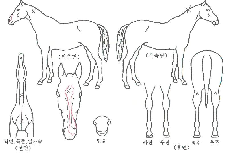 �ְ����̼��� ����,���,�޸�,�λ�,�ٸ��� Ư¡����