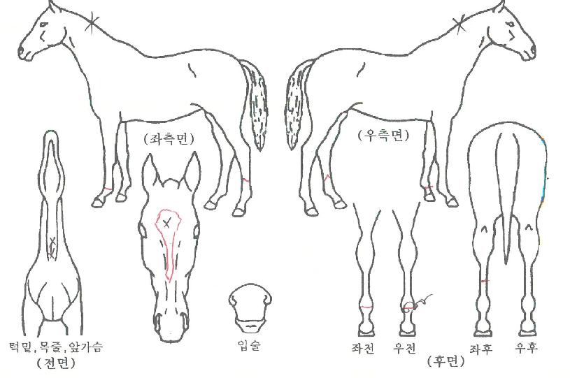 ���̾��� ����,���,�޸�,�λ�,�ٸ��� Ư¡����