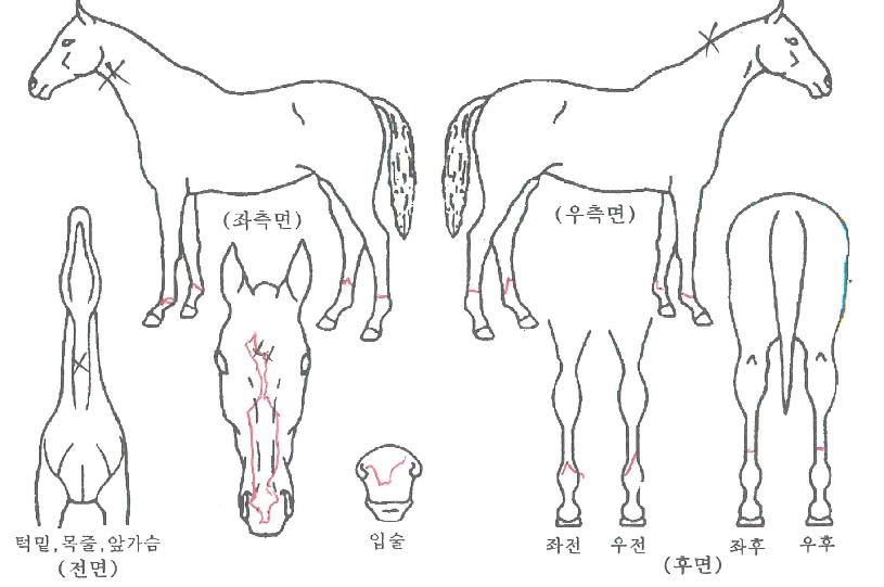 ����Ų�����ڸ��� ����,���,�޸�,�λ�,�ٸ��� Ư¡����