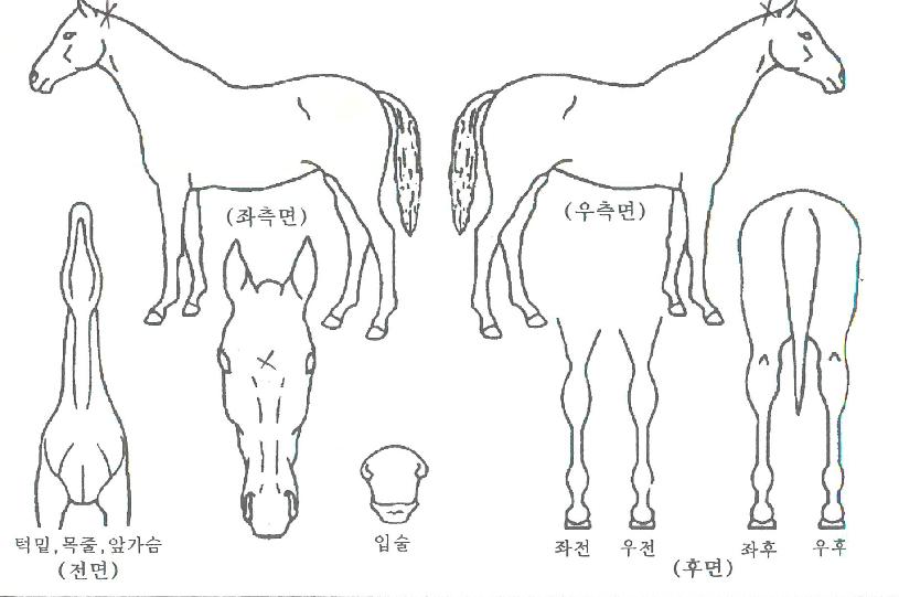 Èë¼³°øÁÖÀÇ Ãø¸é,¿ì¸é,µÞ¸é,µÎ»ó,´Ù¸®ÀÇ Æ¯Â¡µµÇØ