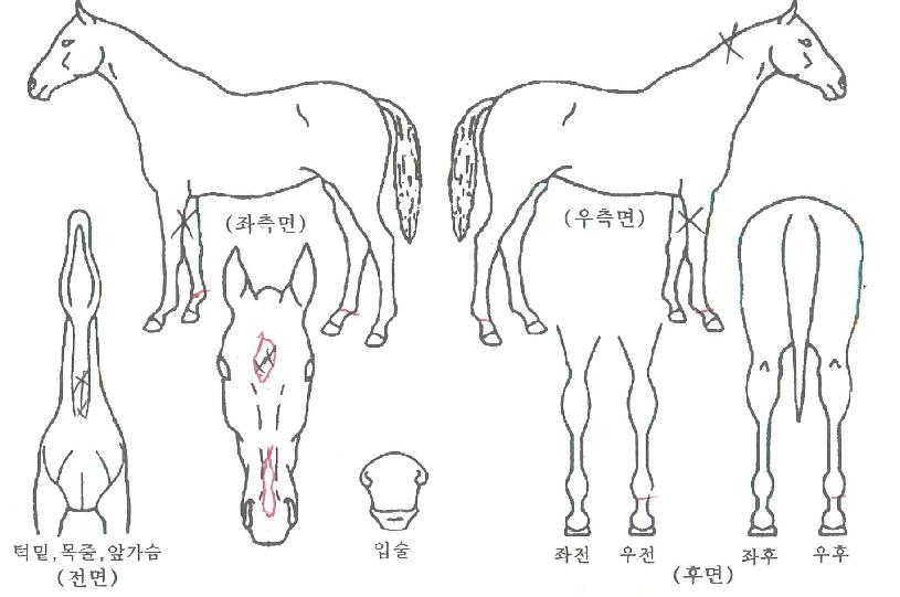 ¼ººÒ¸Þ¸ð¸®ÀÇ Ãø¸é,¿ì¸é,µÞ¸é,µÎ»ó,´Ù¸®ÀÇ Æ¯Â¡µµÇØ