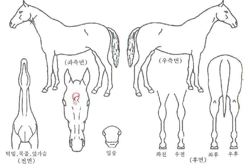 ��ǳ�����ܹ��ڸ��� ����,���,�޸�,�λ�,�ٸ��� Ư¡����