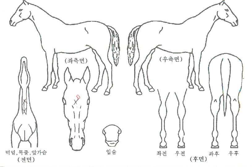 ������Ʈ�� ����,���,�޸�,�λ�,�ٸ��� Ư¡����