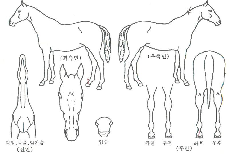 ���������� ����,���,�޸�,�λ�,�ٸ��� Ư¡����