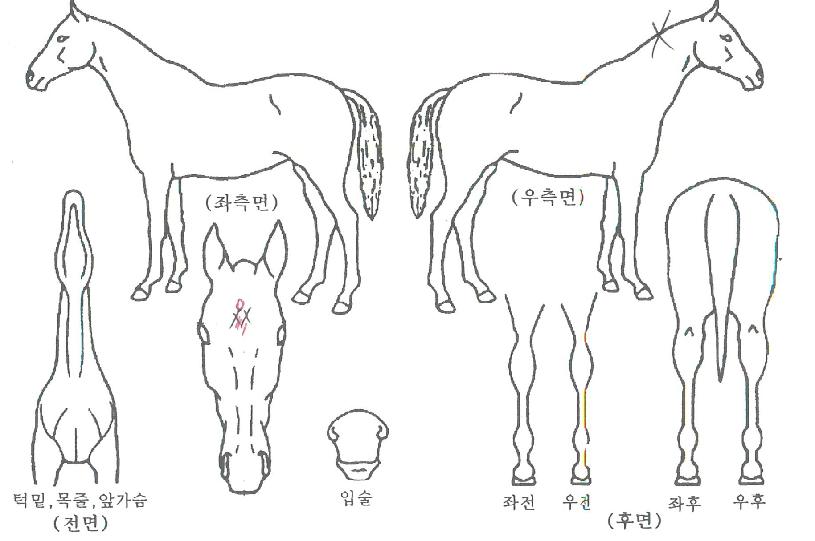 �����ö����ڸ��� ����,���,�޸�,�λ�,�ٸ��� Ư¡����