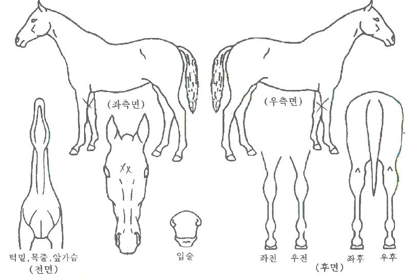 �򸶽����� ����,���,�޸�,�λ�,�ٸ��� Ư¡����