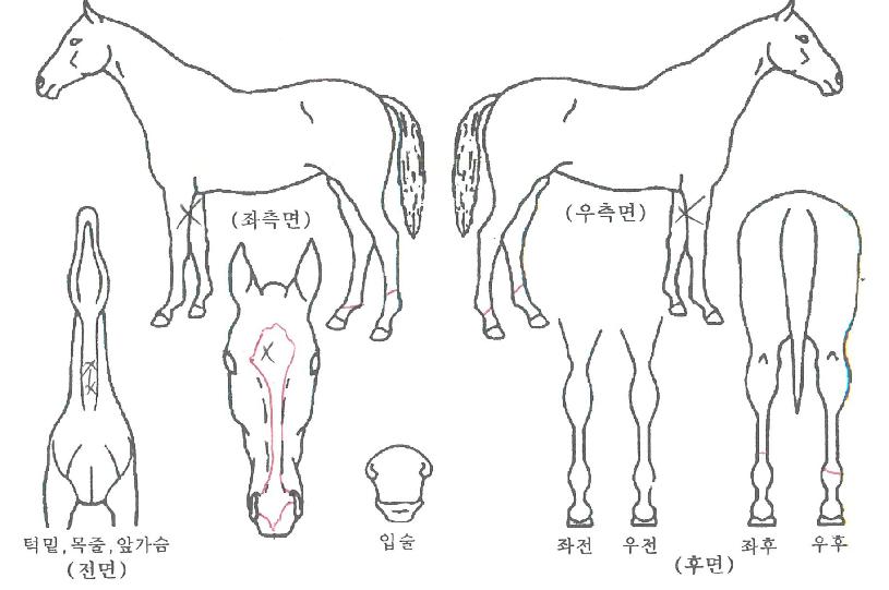 ��� ����,���,�޸�,�λ�,�ٸ��� Ư¡����