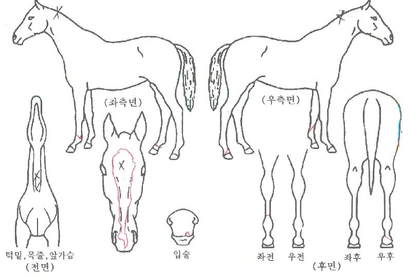 ����ε��� ����,���,�޸�,�λ�,�ٸ��� Ư¡����