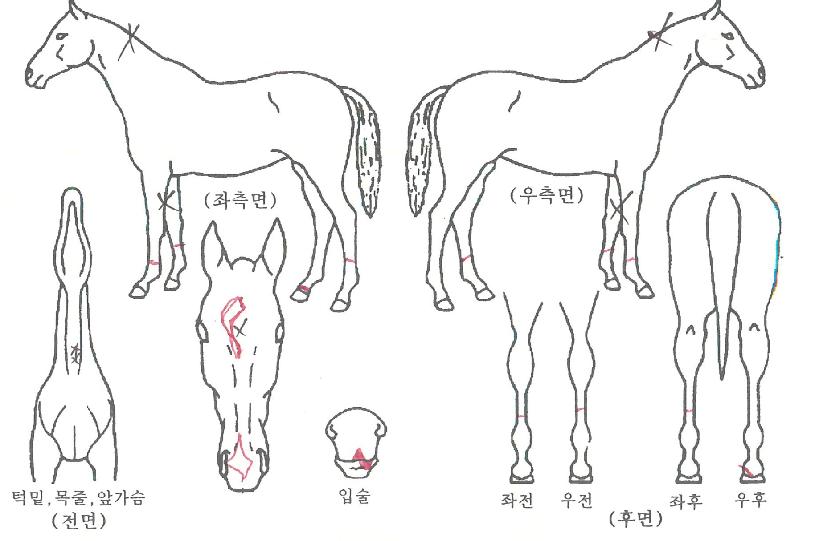 ����Ʈ�� ����,���,�޸�,�λ�,�ٸ��� Ư¡����