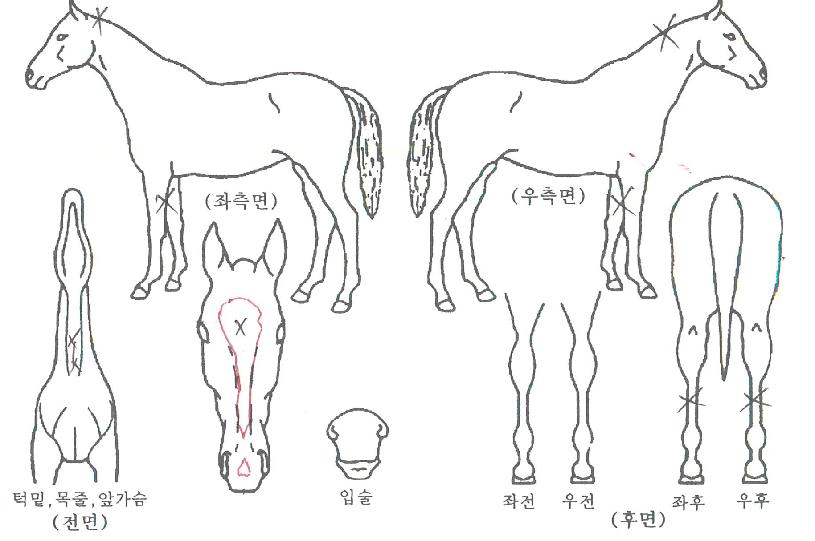 ºÒ²É³îÀÌÀÇ Ãø¸é,¿ì¸é,µÞ¸é,µÎ»ó,´Ù¸®ÀÇ Æ¯Â¡µµÇØ