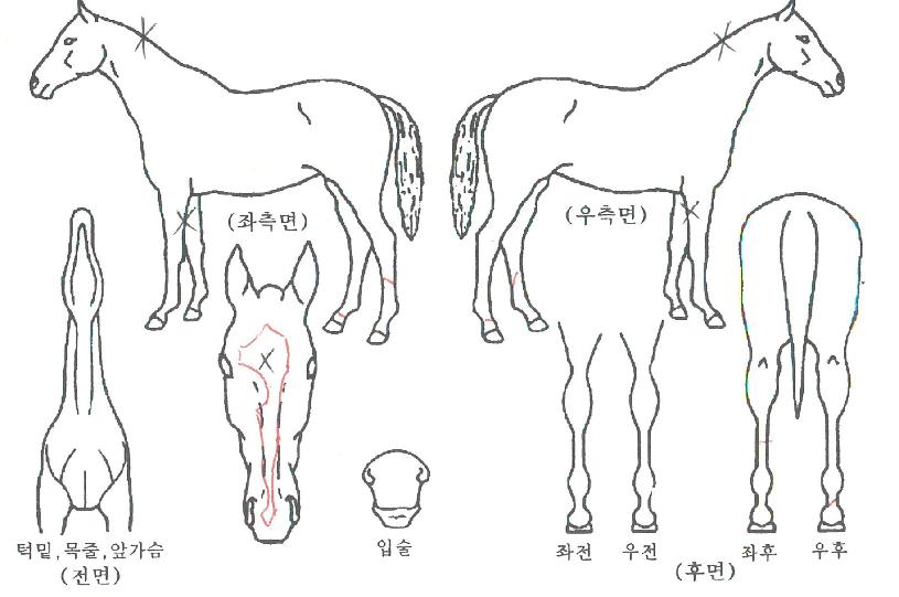 ÇѾóÀDZâ»óÀÇ Ãø¸é,¿ì¸é,µÞ¸é,µÎ»ó,´Ù¸®ÀÇ Æ¯Â¡µµÇØ