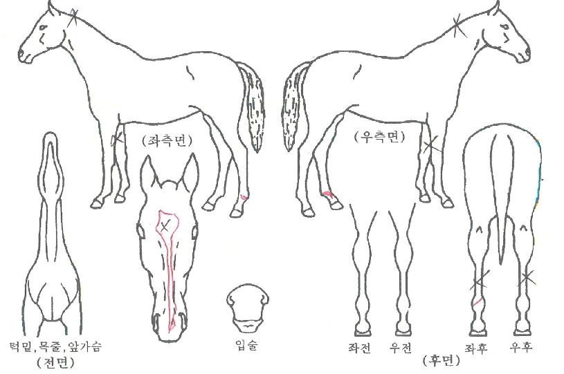 ����������� ����,���,�޸�,�λ�,�ٸ��� Ư¡����