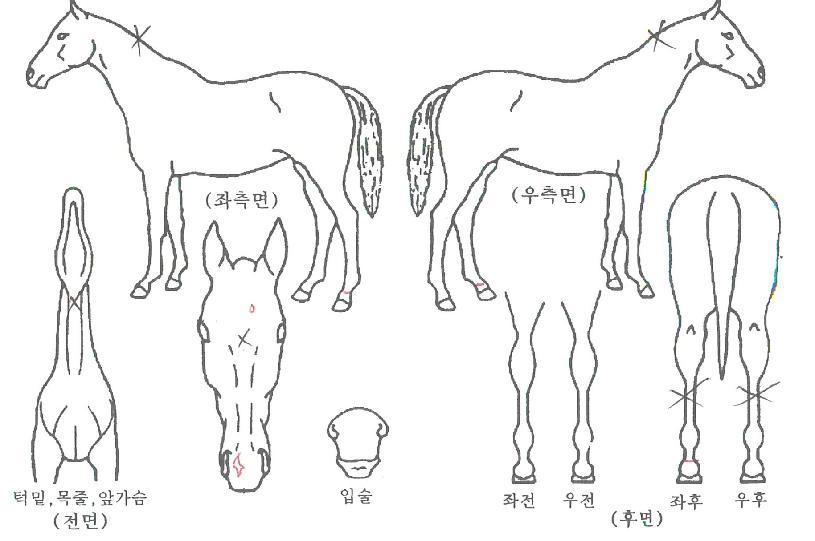 �����ǿ����� ����,���,�޸�,�λ�,�ٸ��� Ư¡����