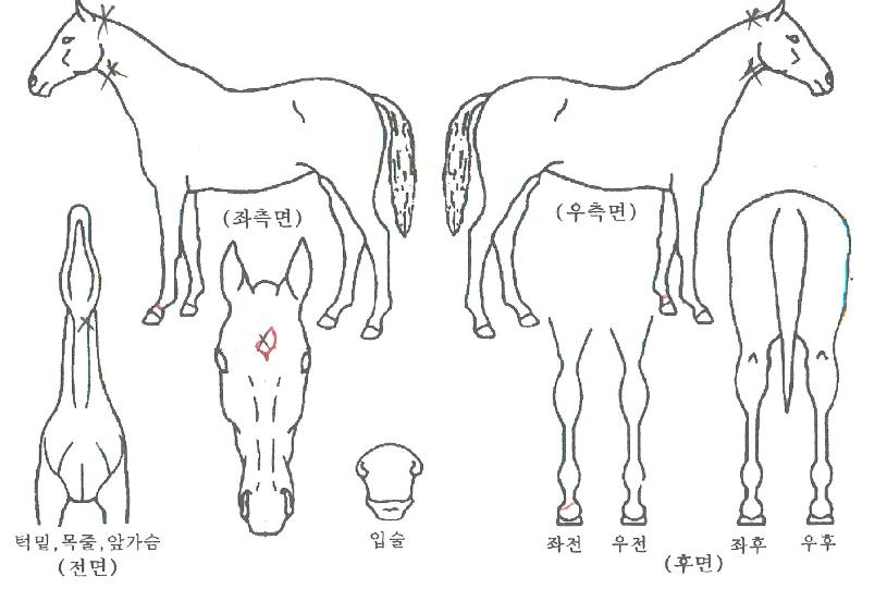 ¶ó¿ÂÄöÅÒÀÇ Ãø¸é,¿ì¸é,µÞ¸é,µÎ»ó,´Ù¸®ÀÇ Æ¯Â¡µµÇØ