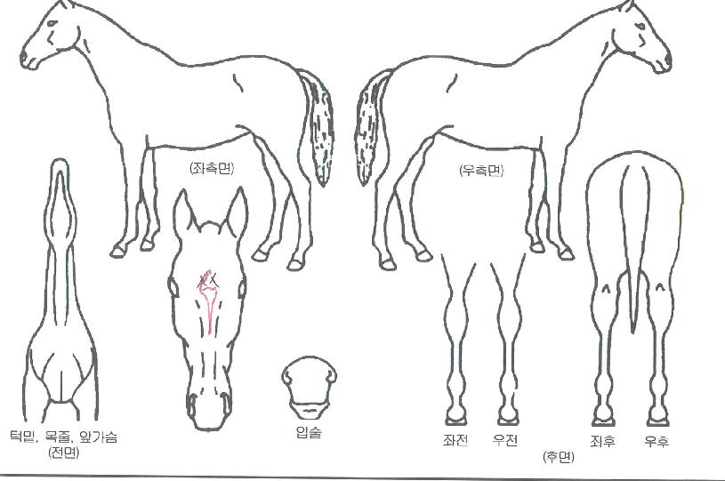 ¶ó¿ÂÄܵµ¸£ÀÇ Ãø¸é,¿ì¸é,µÞ¸é,µÎ»ó,´Ù¸®ÀÇ Æ¯Â¡µµÇØ