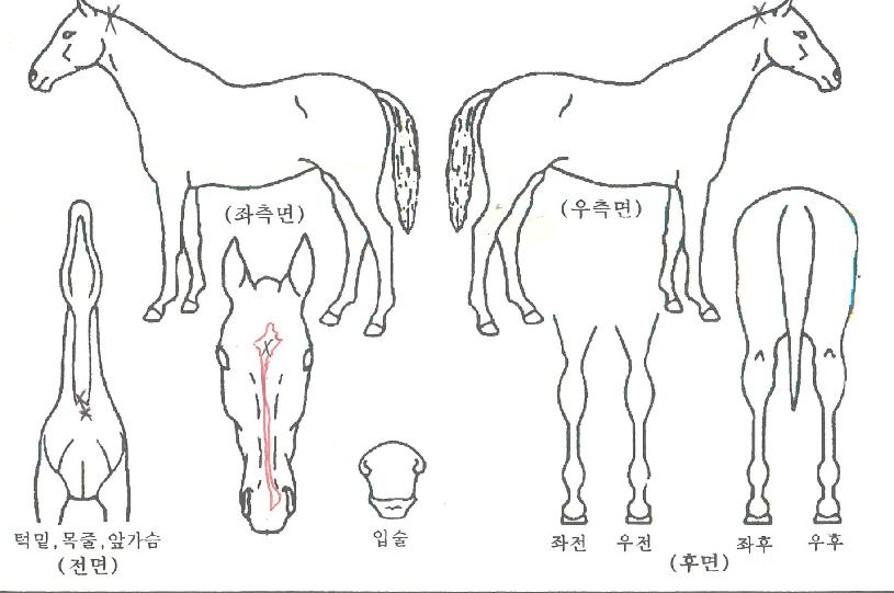¶ó¿ÂÄâÆ®·ÎÀÇ Ãø¸é,¿ì¸é,µÞ¸é,µÎ»ó,´Ù¸®ÀÇ Æ¯Â¡µµÇØ