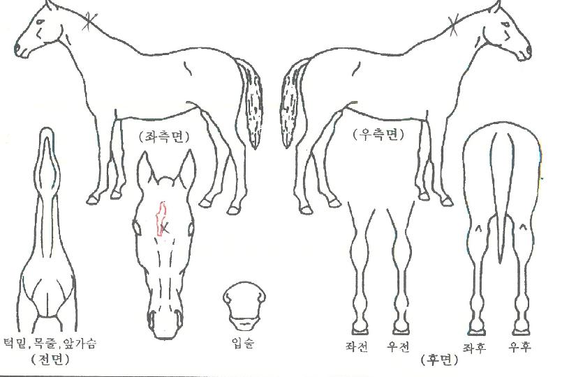 ¶ó¿Â¿¡À̽ºÀÇ Ãø¸é,¿ì¸é,µÞ¸é,µÎ»ó,´Ù¸®ÀÇ Æ¯Â¡µµÇØ