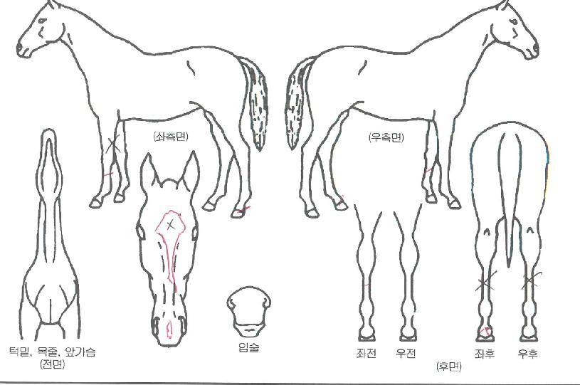 À¯´Ï¾ðº§ÀÚ¸¶ÀÇ Ãø¸é,¿ì¸é,µÞ¸é,µÎ»ó,´Ù¸®ÀÇ Æ¯Â¡µµÇØ