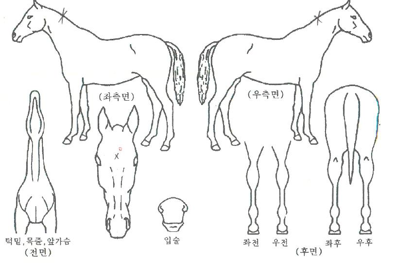 ��µ��潺�� ����,���,�޸�,�λ�,�ٸ��� Ư¡����