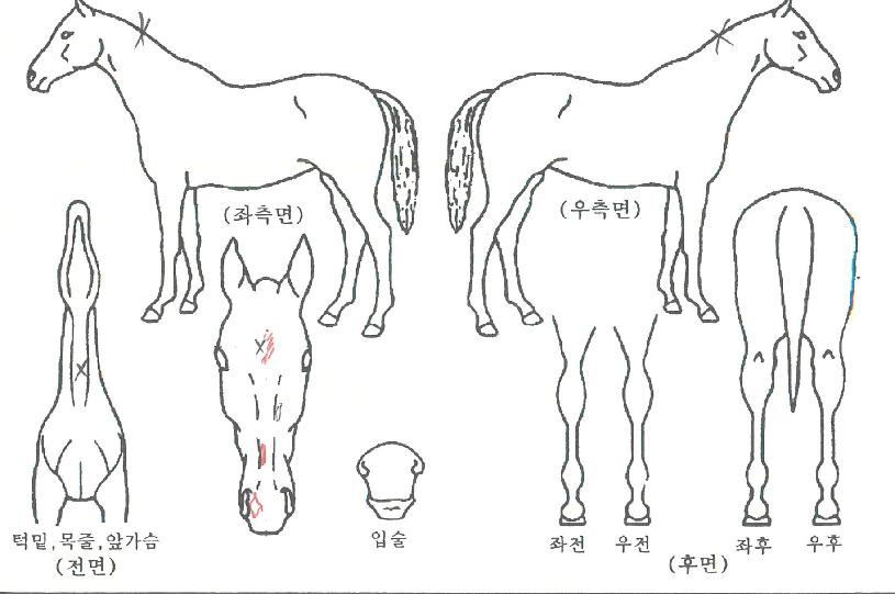 ¶ó¿Â·ÎŰÀÇ Ãø¸é,¿ì¸é,µÞ¸é,µÎ»ó,´Ù¸®ÀÇ Æ¯Â¡µµÇØ