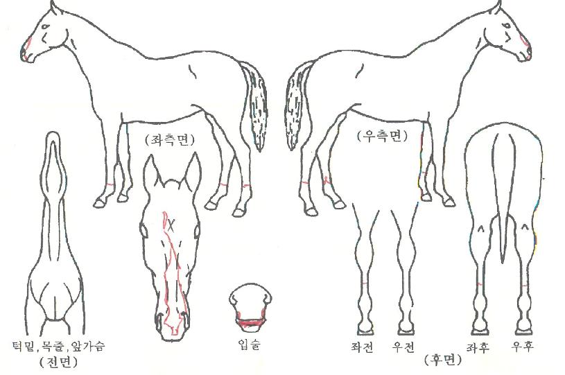 ÃÖ°º£½ºÆ®ÀÇ Ãø¸é,¿ì¸é,µÞ¸é,µÎ»ó,´Ù¸®ÀÇ Æ¯Â¡µµÇØ
