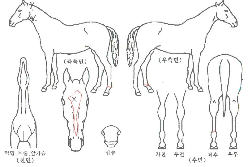 ¿¤¶õÀÇ Ãø¸é,¿ì¸é,µÞ¸é,µÎ»ó,´Ù¸®ÀÇ Æ¯Â¡µµÇØ