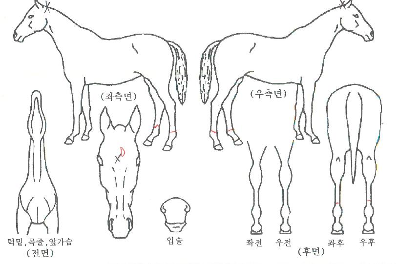 µ·ÀÕ¸¶ÀÌÀÇ Ãø¸é,¿ì¸é,µÞ¸é,µÎ»ó,´Ù¸®ÀÇ Æ¯Â¡µµÇØ