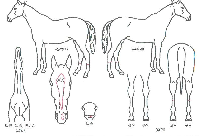 ¾Æµ¨¿¡À̽ºÀÇ Ãø¸é,¿ì¸é,µÞ¸é,µÎ»ó,´Ù¸®ÀÇ Æ¯Â¡µµÇØ
