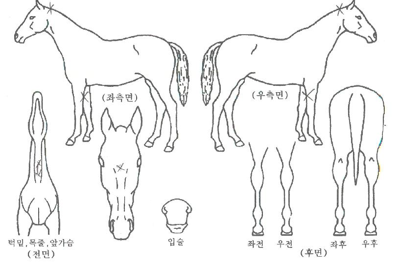 �±ǰ����� ����,���,�޸�,�λ�,�ٸ��� Ư¡����