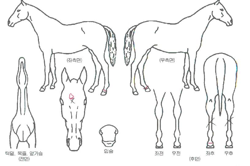 ÆÛ½ºÆ®ÄýÀÇ Ãø¸é,¿ì¸é,µÞ¸é,µÎ»ó,´Ù¸®ÀÇ Æ¯Â¡µµÇØ