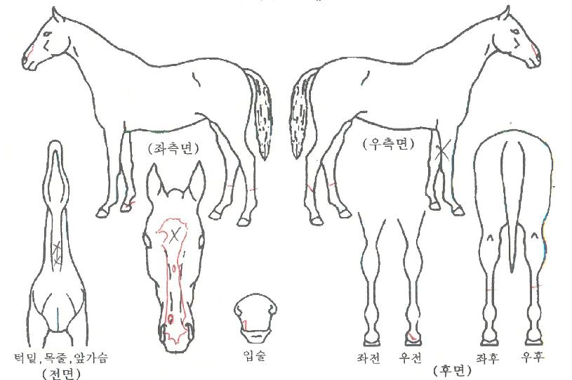 ´ã¾çžçÀÇ Ãø¸é,¿ì¸é,µÞ¸é,µÎ»ó,´Ù¸®ÀÇ Æ¯Â¡µµÇØ