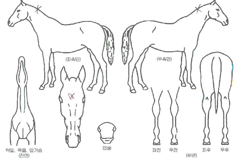 �ݰ������ ����,���,�޸�,�λ�,�ٸ��� Ư¡����