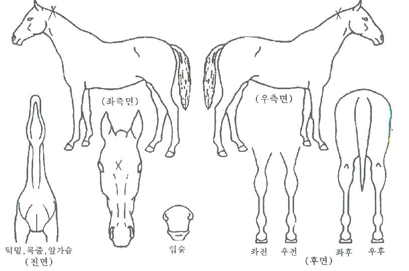 ����Ʈ������ ����,���,�޸�,�λ�,�ٸ��� Ư¡����