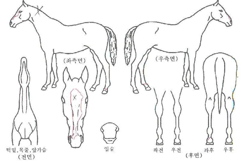 ÇØÇÇÇöóÀ×ÀÇ Ãø¸é,¿ì¸é,µÞ¸é,µÎ»ó,´Ù¸®ÀÇ Æ¯Â¡µµÇØ