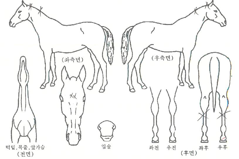 ºò¸¶¸¶ÀÇ Ãø¸é,¿ì¸é,µÞ¸é,µÎ»ó,´Ù¸®ÀÇ Æ¯Â¡µµÇØ
