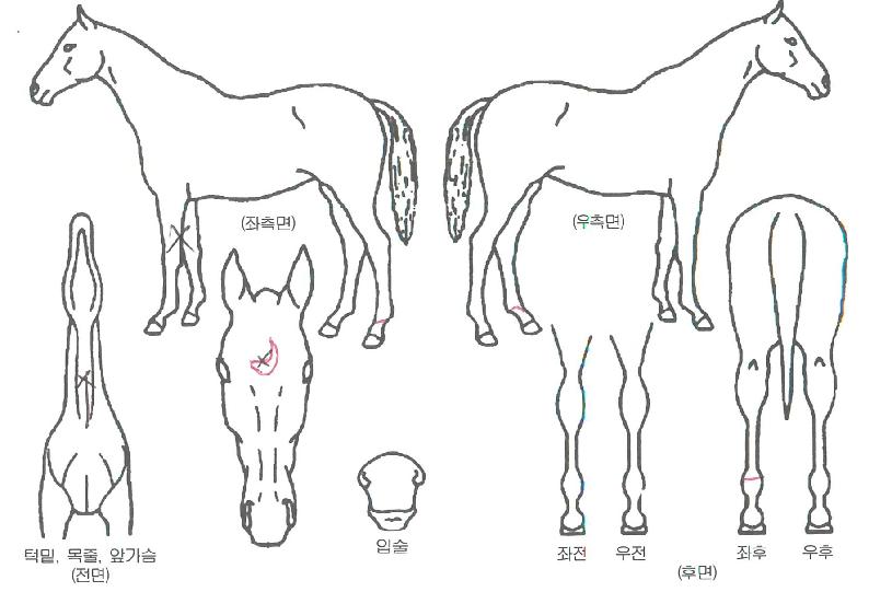 ·Î¿½ÅÈÀÇ Ãø¸é,¿ì¸é,µÞ¸é,µÎ»ó,´Ù¸®ÀÇ Æ¯Â¡µµÇØ