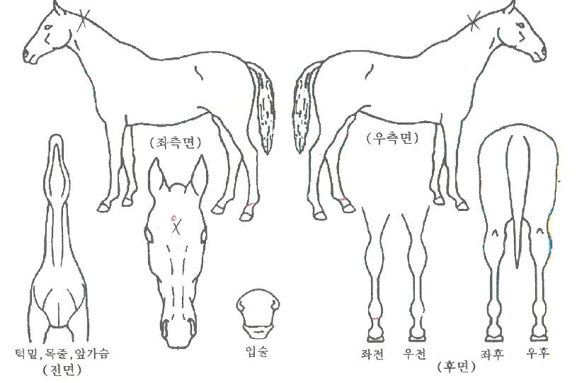 ������Ƽ�� ����,���,�޸�,�λ�,�ٸ��� Ư¡����