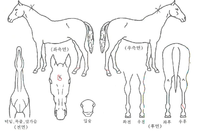 ½ºÆä·ÎÀÇ Ãø¸é,¿ì¸é,µÞ¸é,µÎ»ó,´Ù¸®ÀÇ Æ¯Â¡µµÇØ