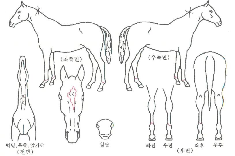 �����ǻ��̸��� ����,���,�޸�,�λ�,�ٸ��� Ư¡����