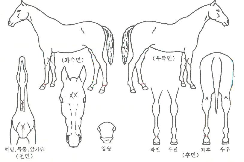 �����Ż��� ����,���,�޸�,�λ�,�ٸ��� Ư¡����