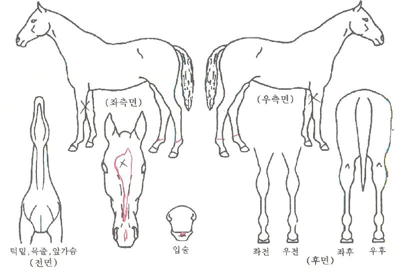 �ٽɶ���Ʈ�� ����,���,�޸�,�λ�,�ٸ��� Ư¡����