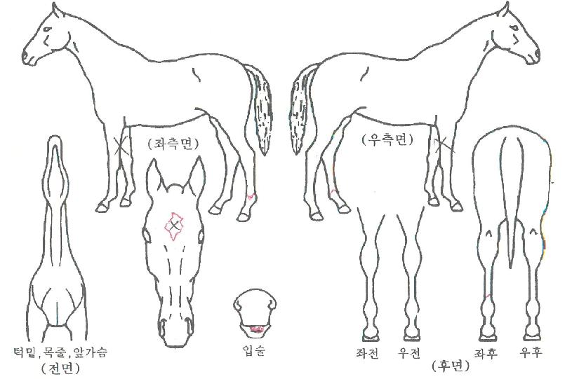 ÃÊ¿ø°ÀÚÀÇ Ãø¸é,¿ì¸é,µÞ¸é,µÎ»ó,´Ù¸®ÀÇ Æ¯Â¡µµÇØ