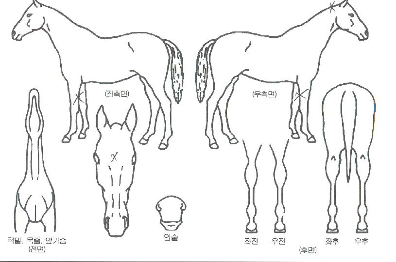 ��õ������ ����,���,�޸�,�λ�,�ٸ��� Ư¡����