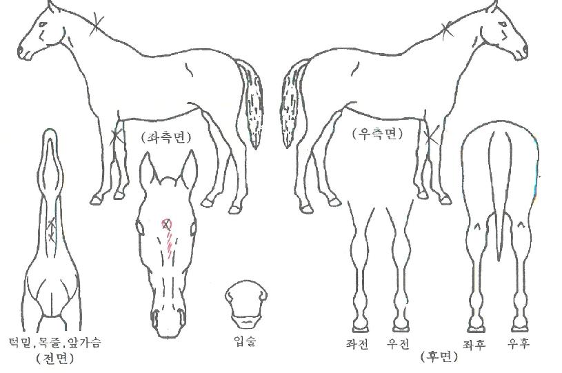 ���ƿ±����� ����,���,�޸�,�λ�,�ٸ��� Ư¡����