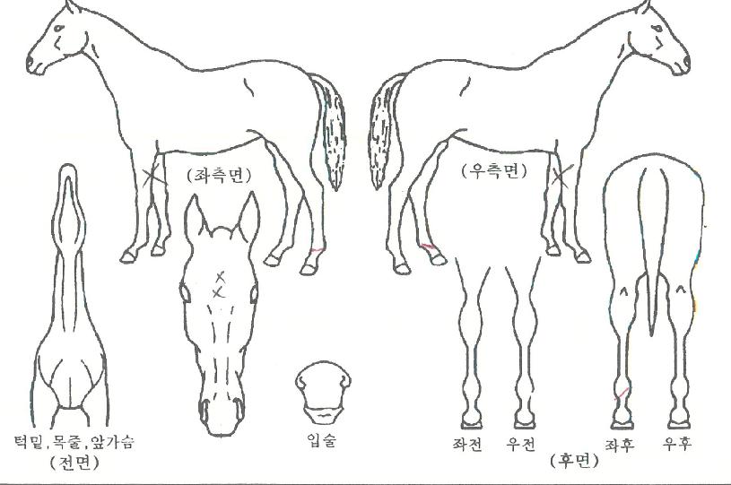 ��������ŷ�� ����,���,�޸�,�λ�,�ٸ��� Ư¡����