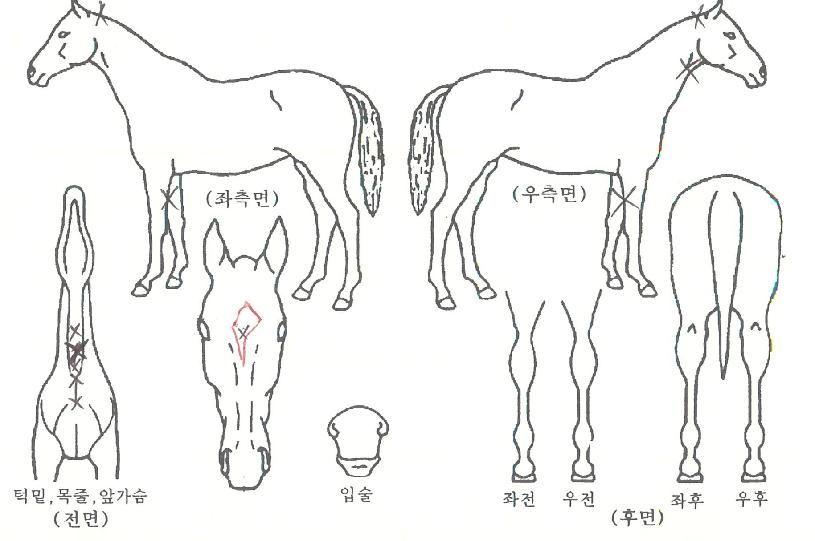 ·°Å°¹Ì½ºÅÍÀÇ Ãø¸é,¿ì¸é,µÞ¸é,µÎ»ó,´Ù¸®ÀÇ Æ¯Â¡µµÇØ