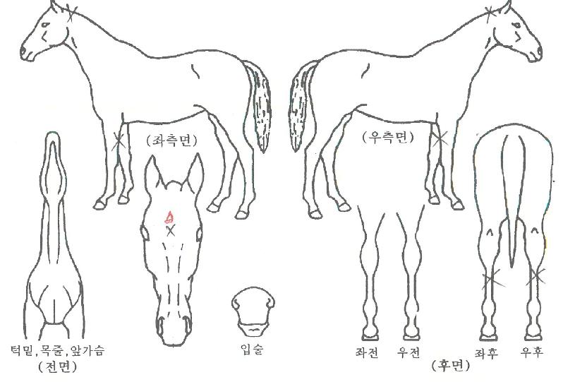 ���Ŭ�ι��� ����,���,�޸�,�λ�,�ٸ��� Ư¡����