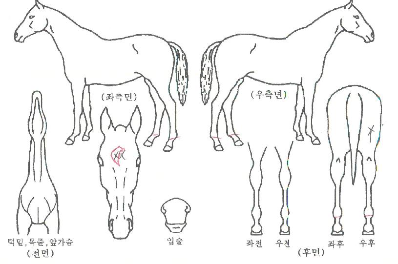 �ο��������� ����,���,�޸�,�λ�,�ٸ��� Ư¡����